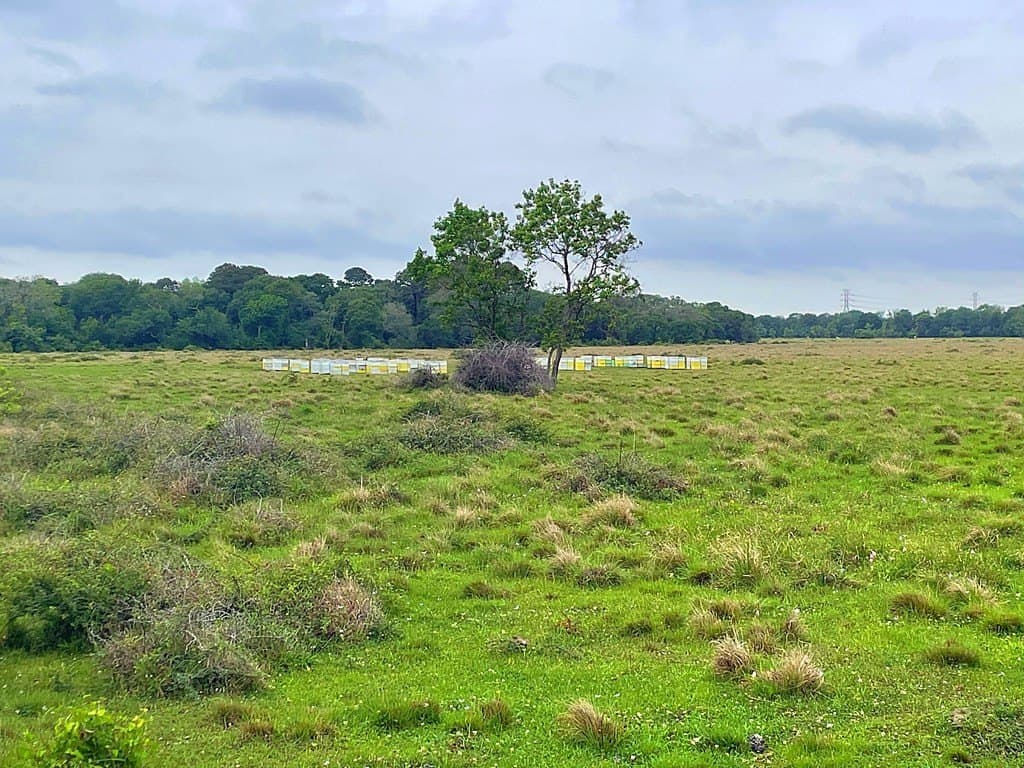 20 acres in Texas County gallery image 2