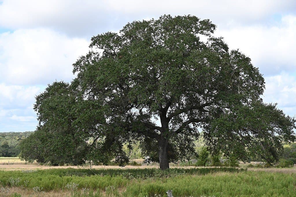 100 acres in Fayette County - photo 11