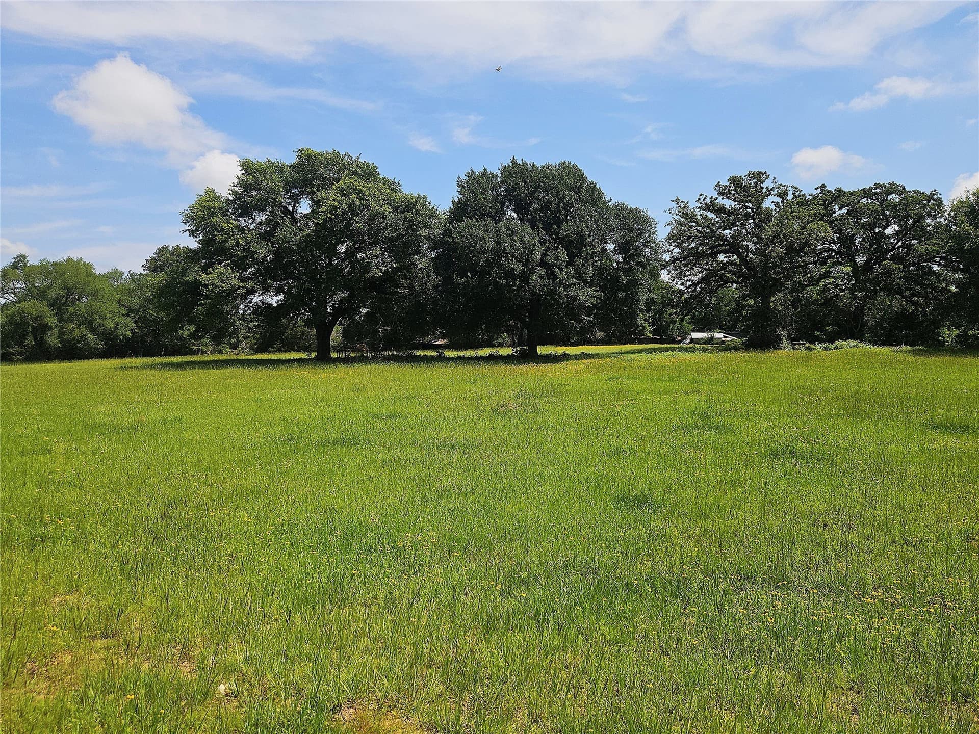 13 acres in Limestone County gallery image 4