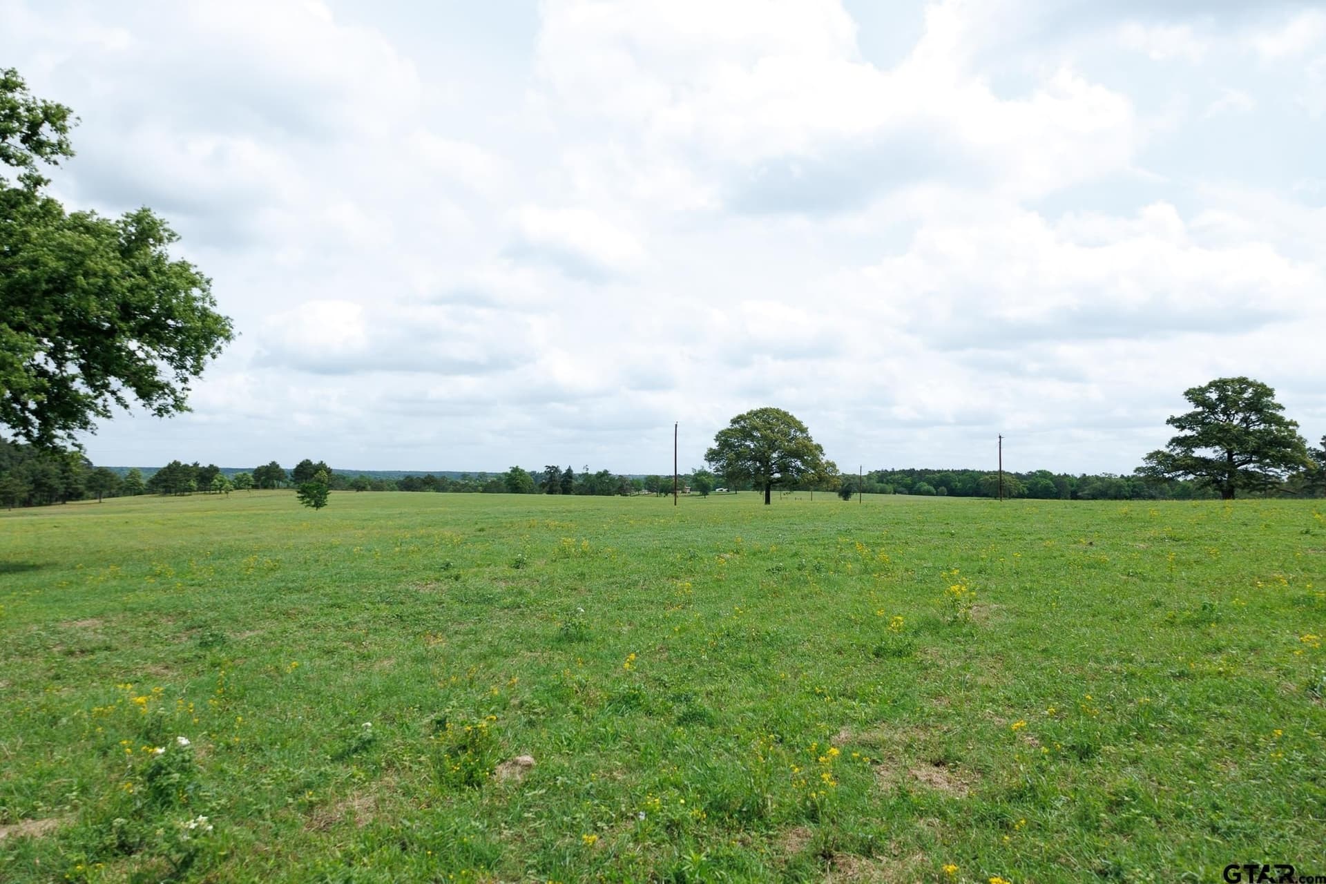 41.5 acres in Anderson County gallery image 4