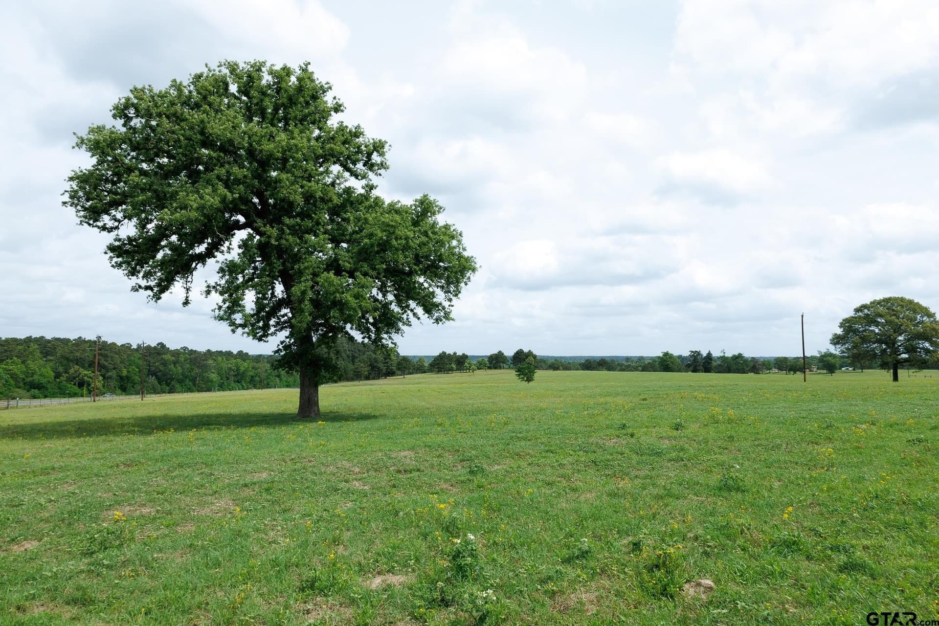 41.5 acres in Anderson County gallery image 3