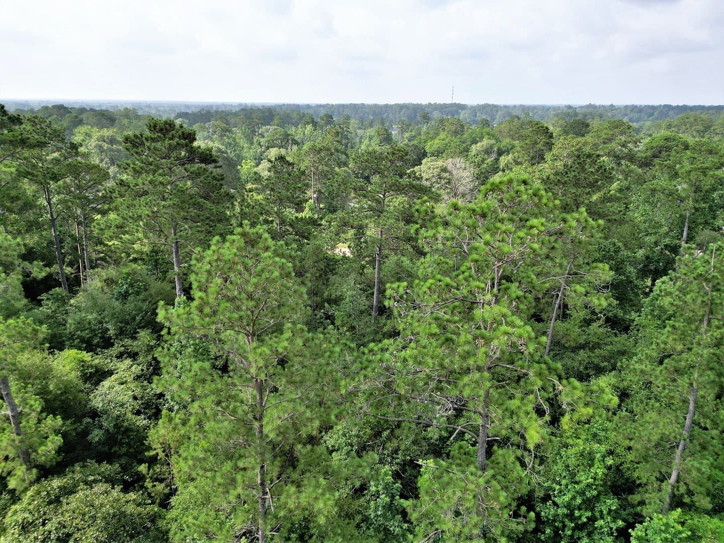 0.17 acres in Tyler County - photo 15