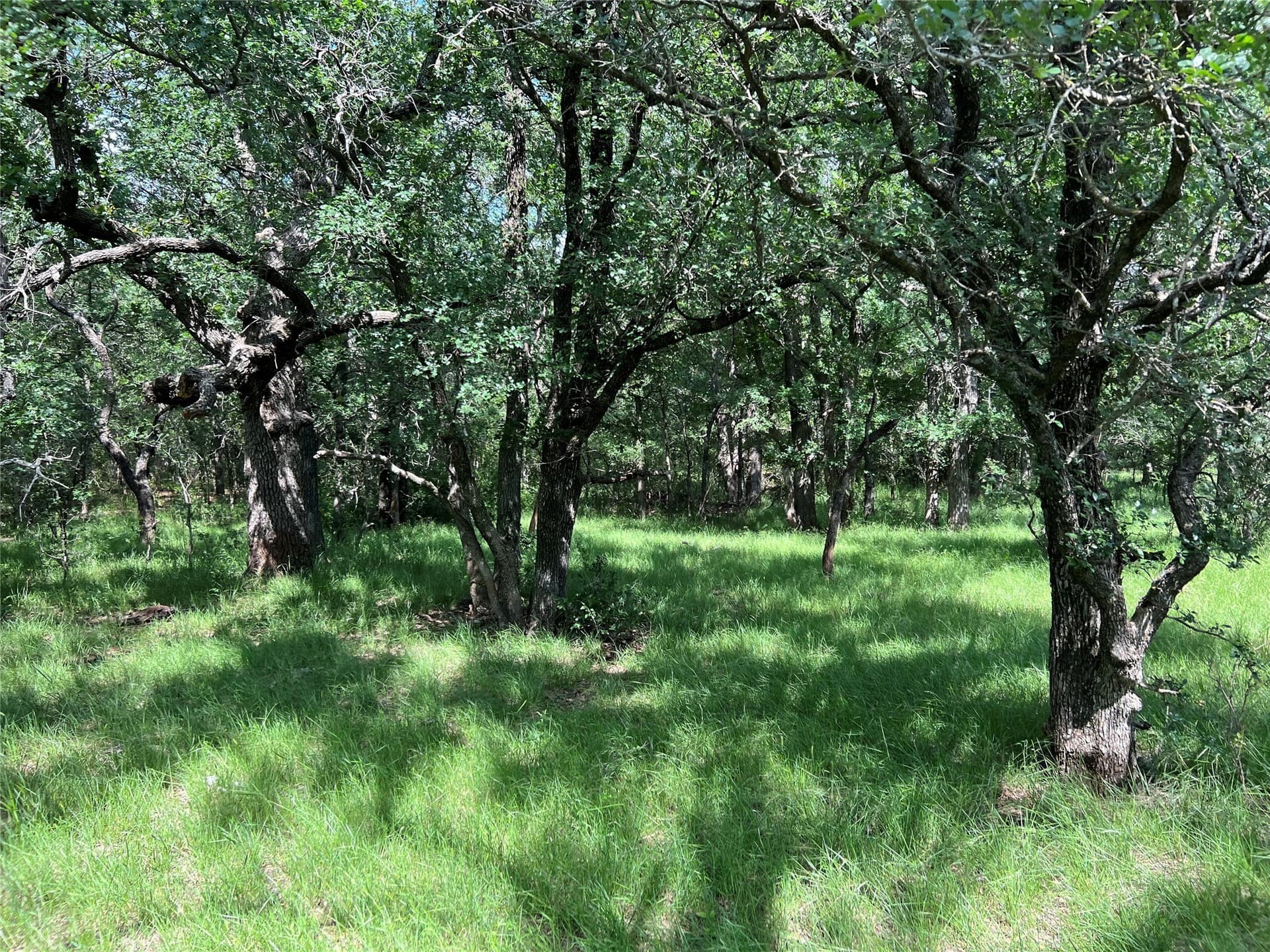50 acres in Eastland County - photo 7