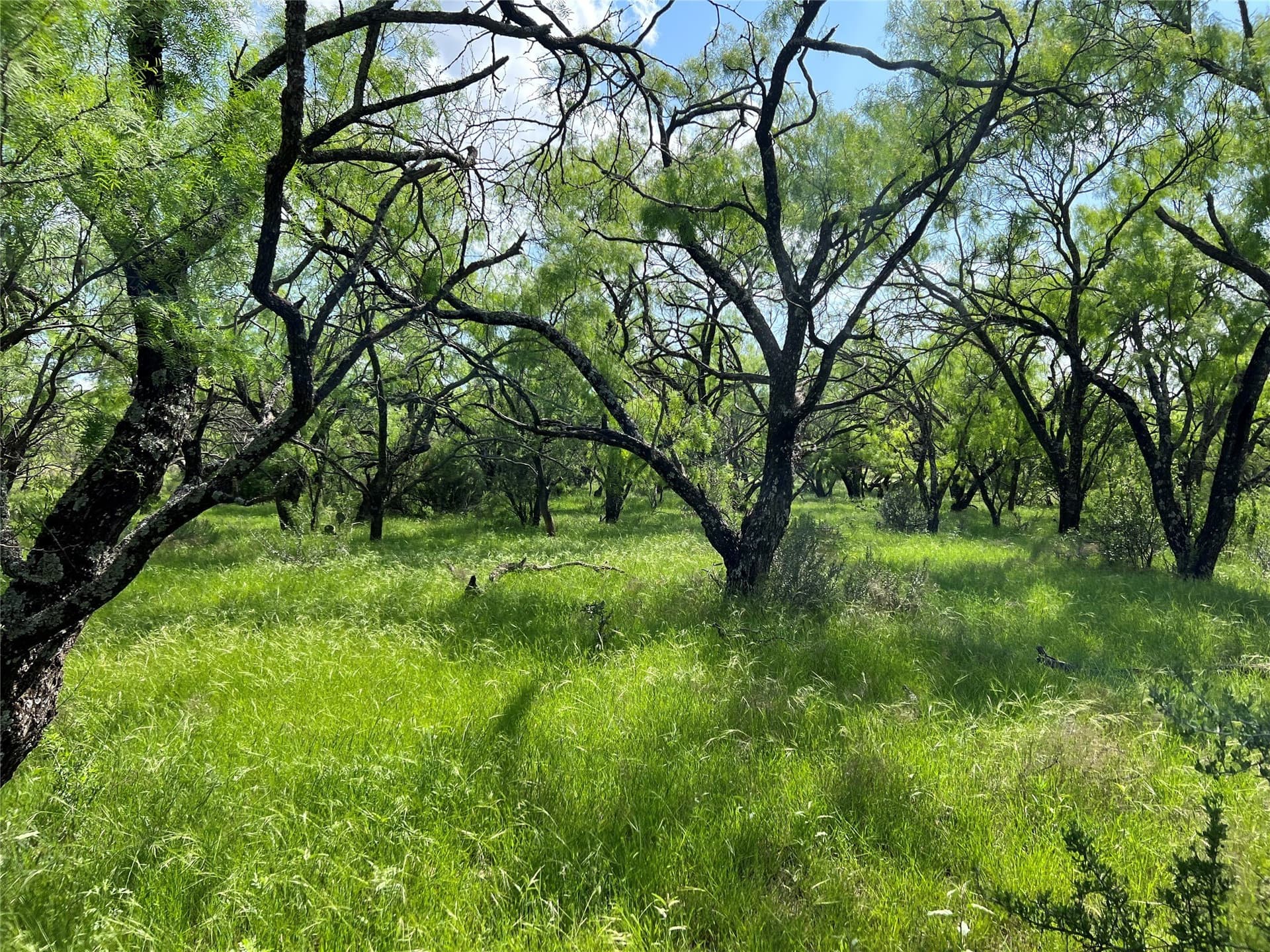 50 acres in Eastland County - photo 3