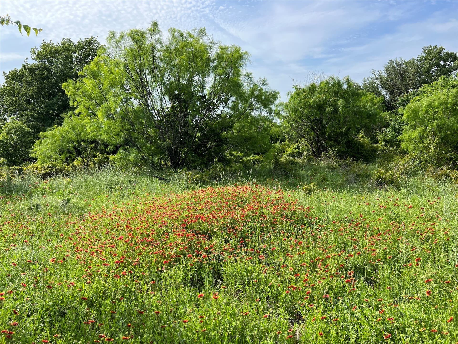 50 acres in Eastland County - photo 5