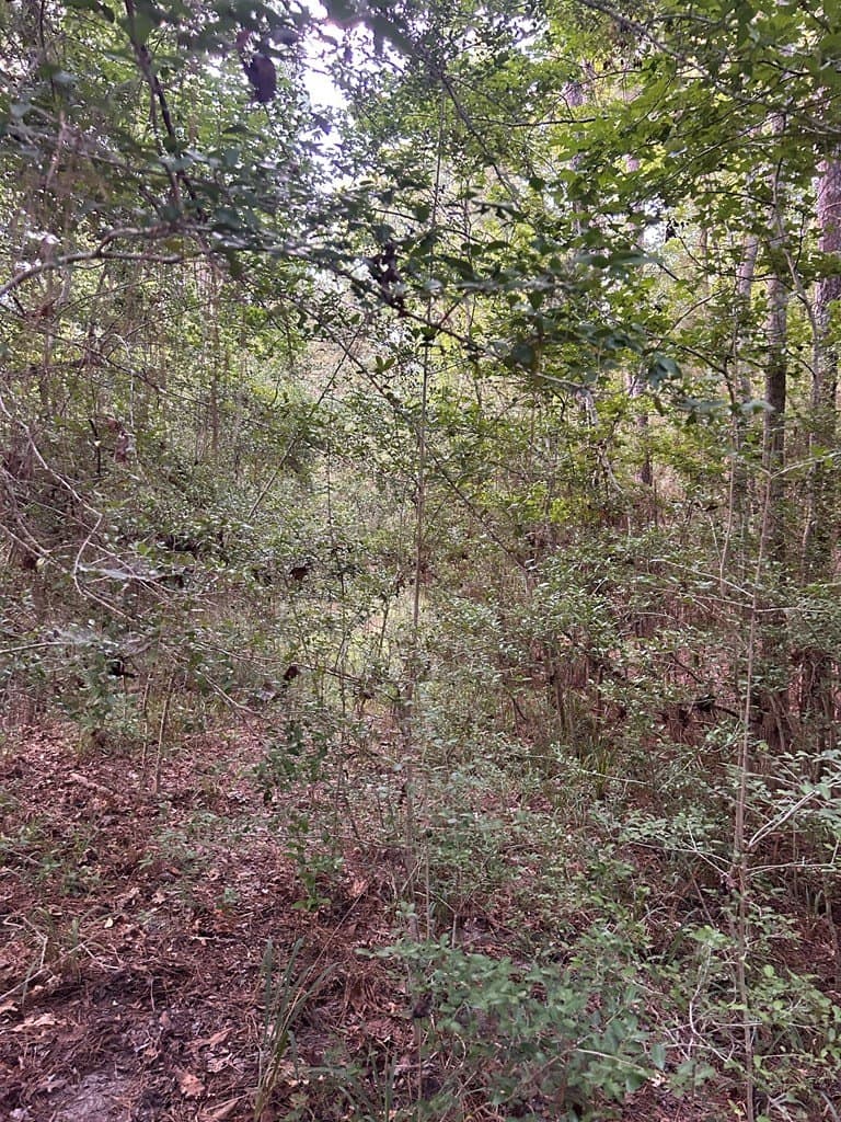 0.39 acres in Texas County gallery image 2