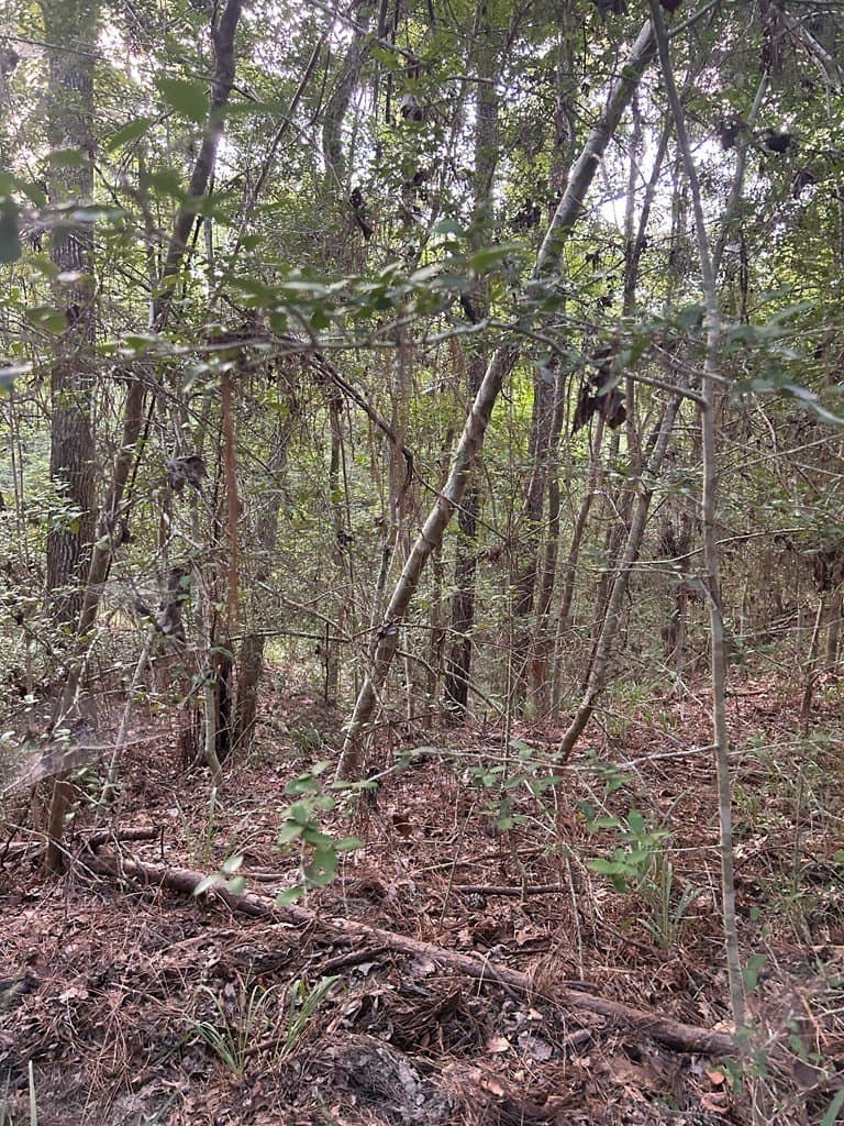 0.39 acres in Texas County gallery image 3