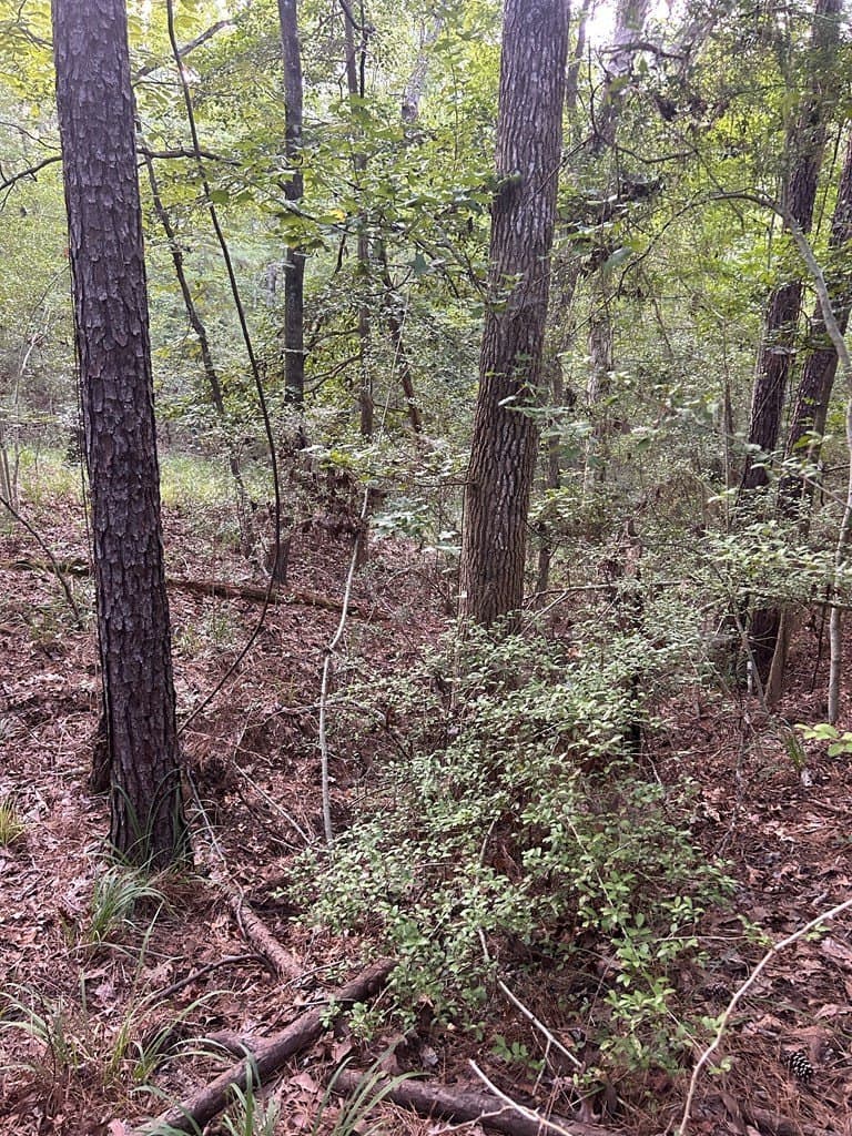 0.39 acres in Texas County - photo 6