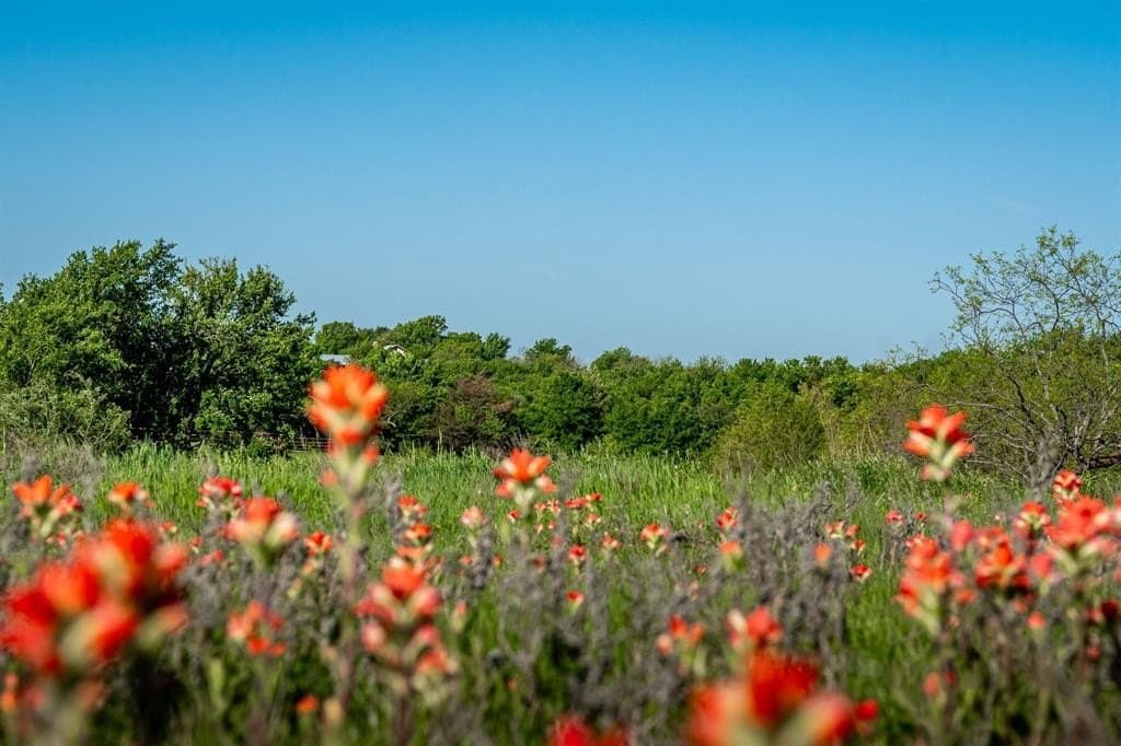 6 acres in Cooke County gallery image 4