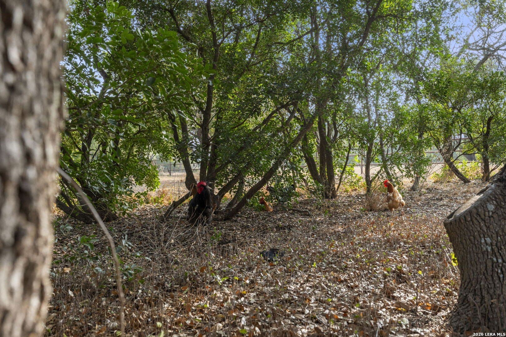 10.04 acres in Medina County gallery image 4