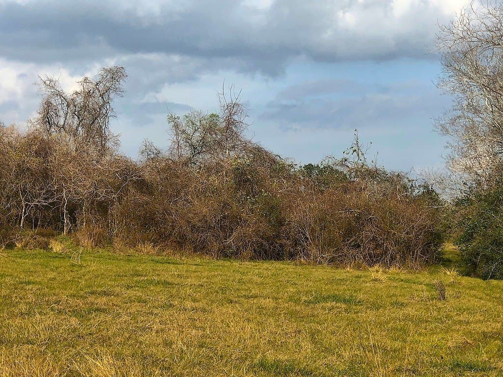 26 acres in Lavaca County gallery image 3