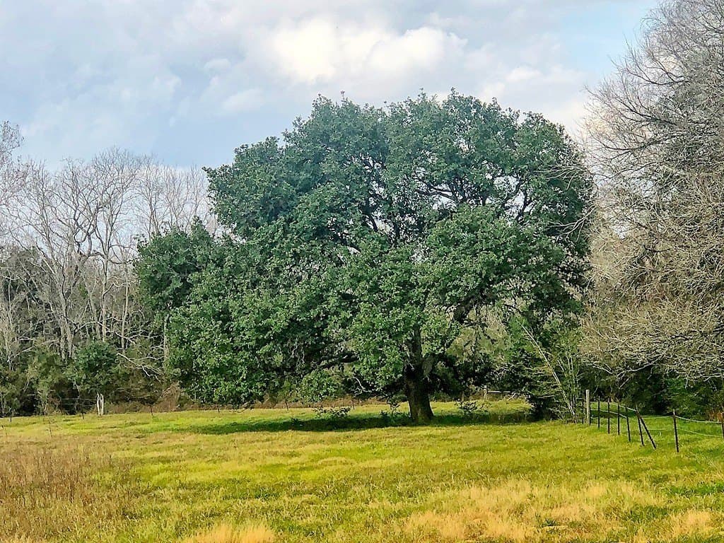 26 acres in Lavaca County - photo 12