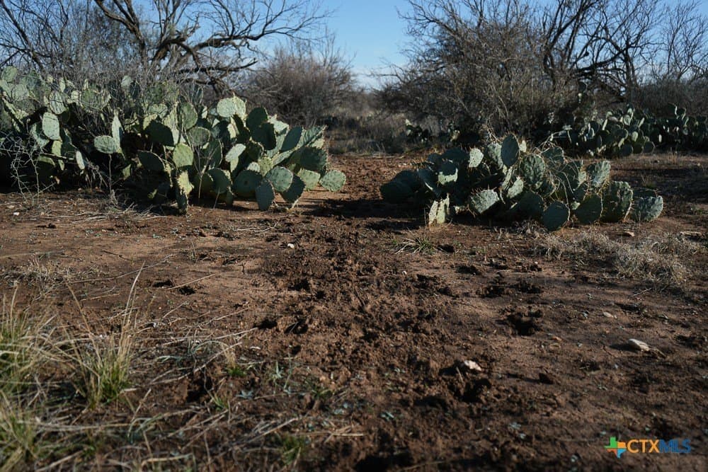 93 acres in McCulloch County - photo 18