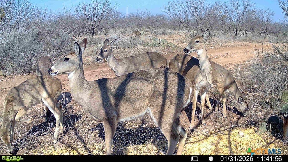 93 acres in McCulloch County - photo 44