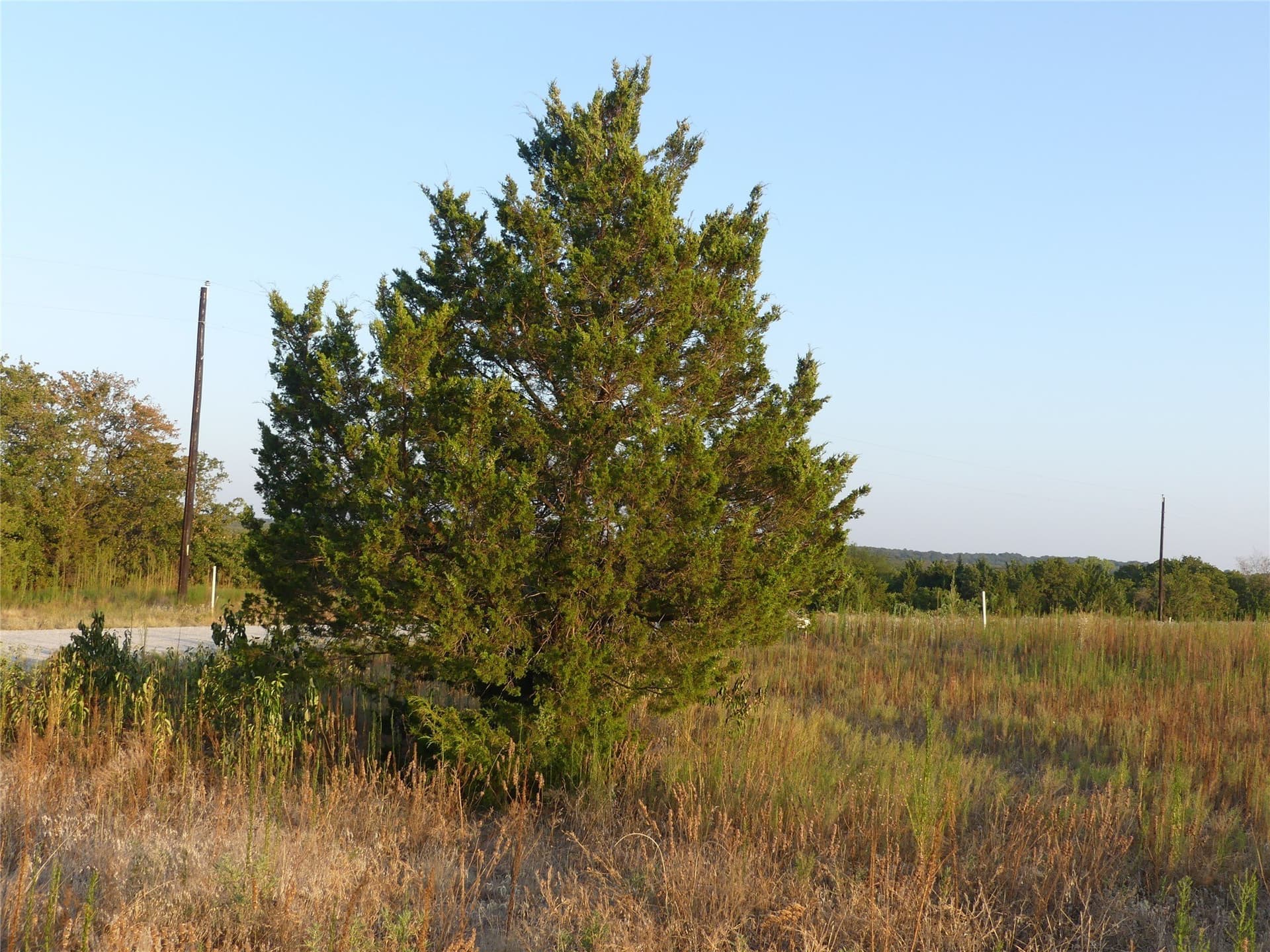 2.01 acres in Montague County - photo 6