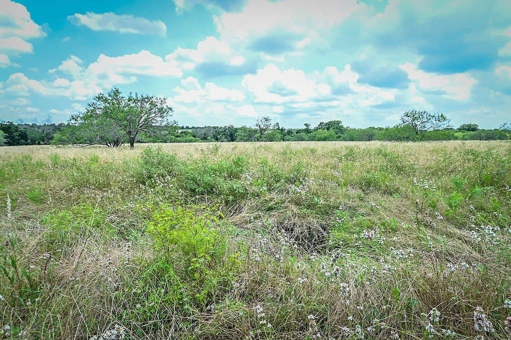 10.01 acres in Gonzales County gallery image 4