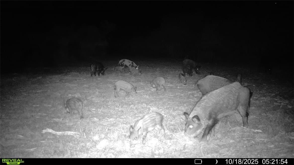 11 acres in Karnes County gallery image 4