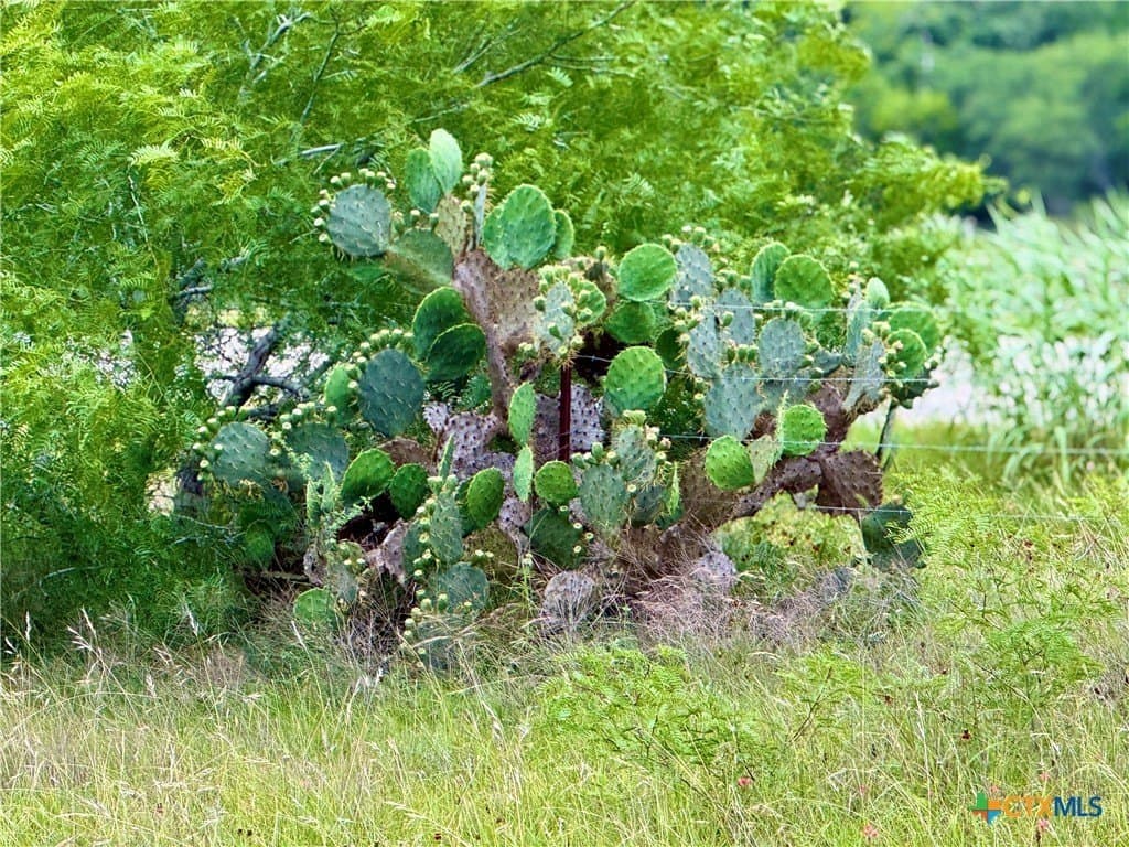 10.35 acres in Gonzales County gallery image 3