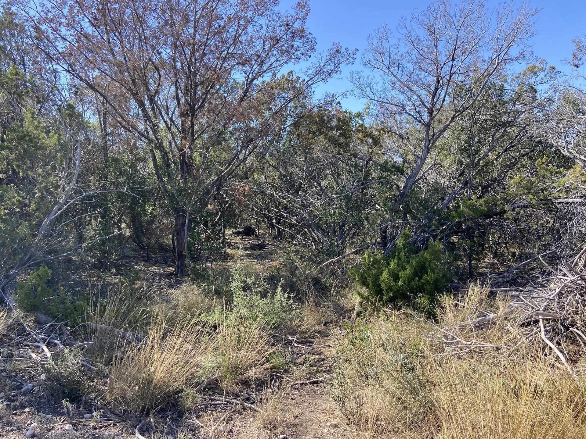 116.46 acres in Val Verde County gallery image 3