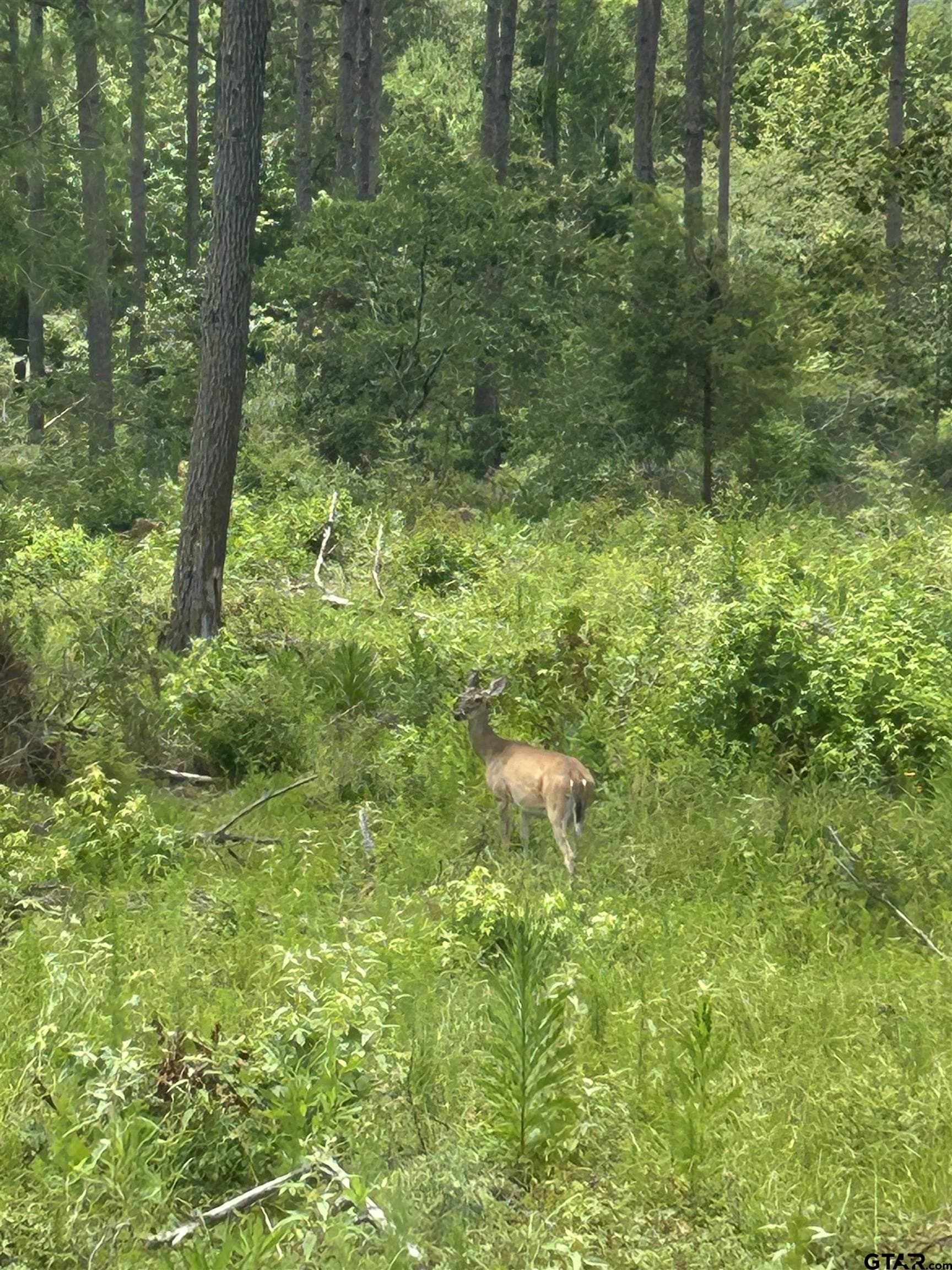 37.74 acres in Cherokee County - photo 2