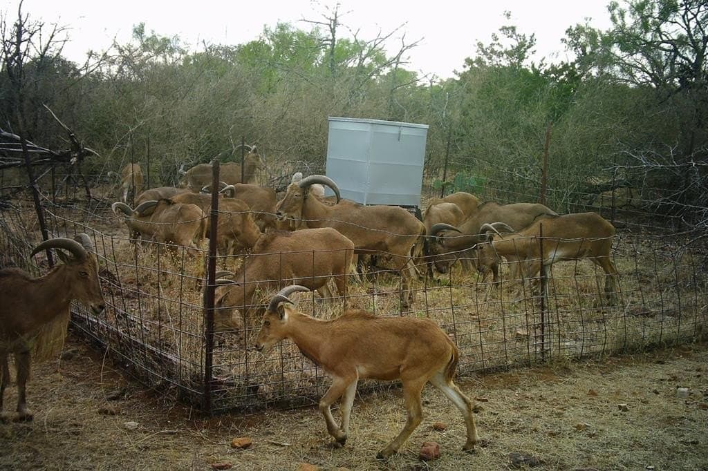 125.68 acres in Llano County - photo 34