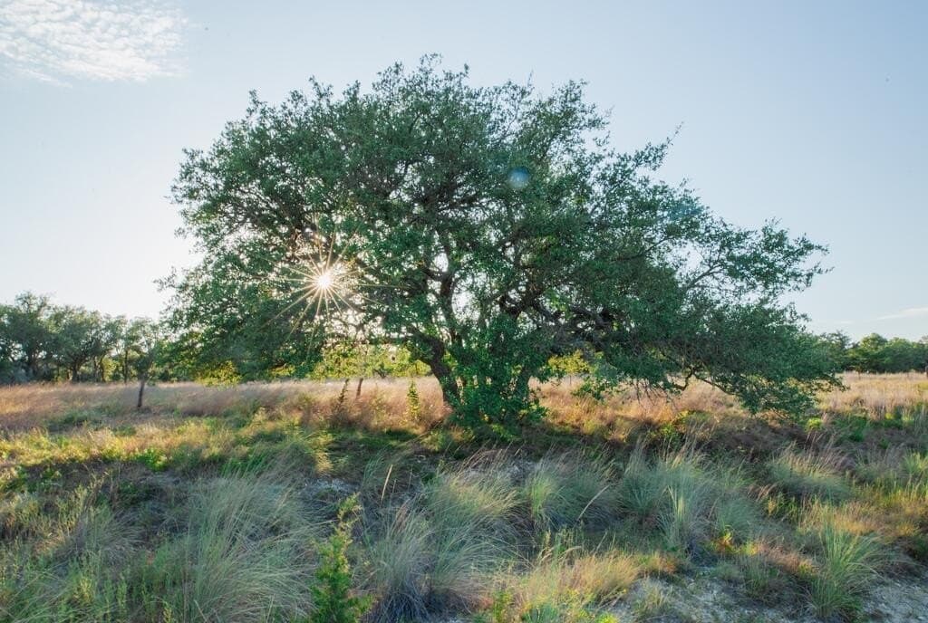 27.2 acres in Gillespie County - photo 5