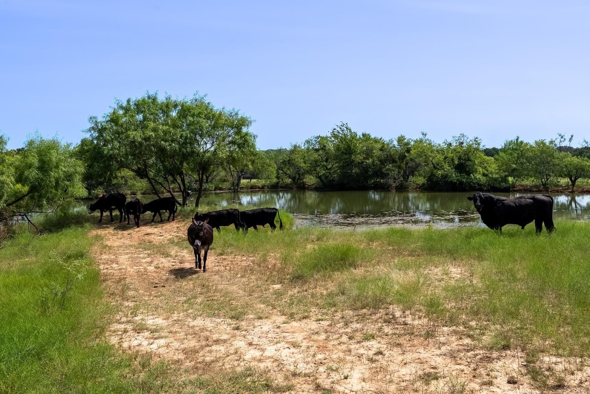 230 acres in Comanche County - photo 28