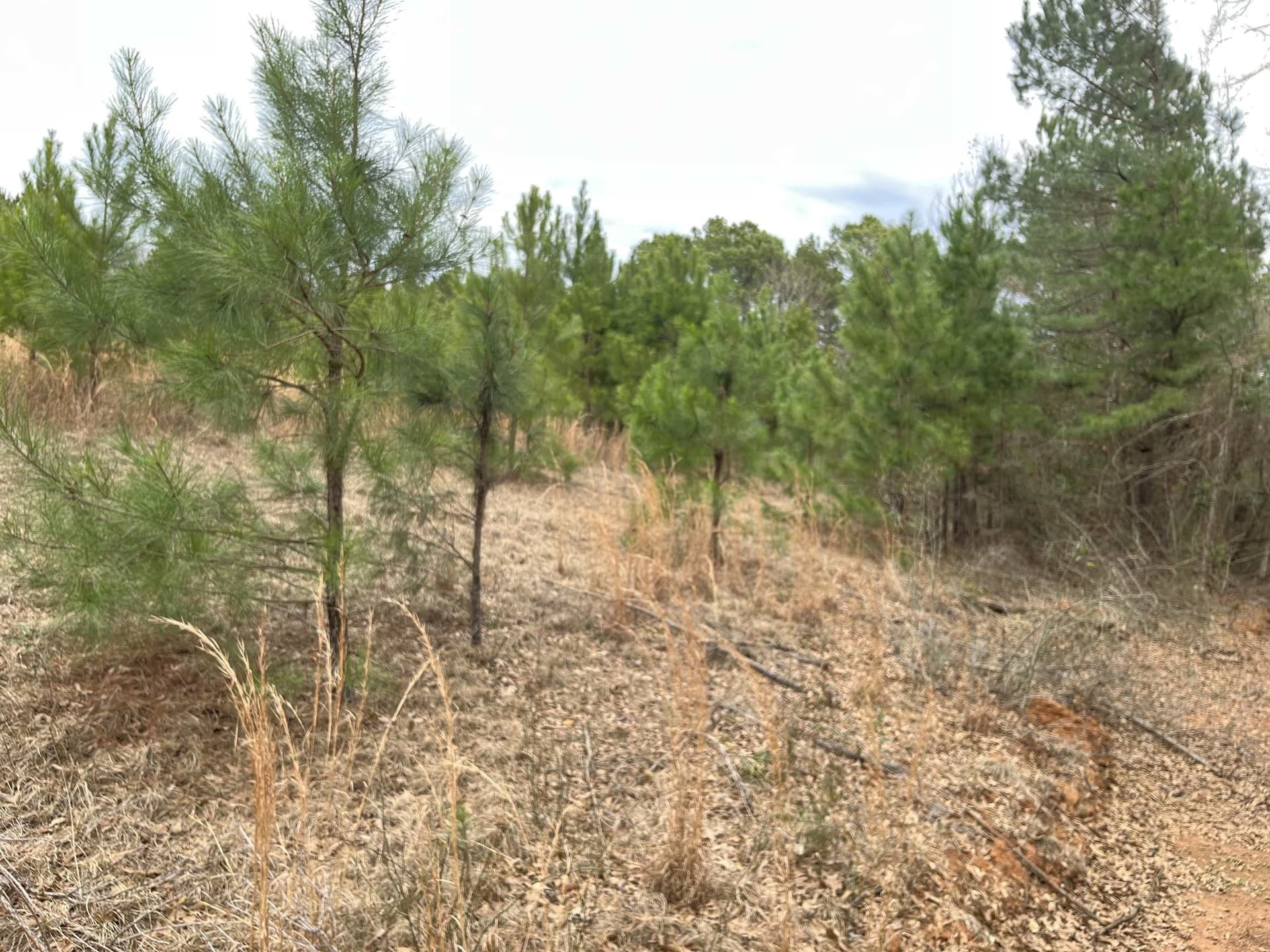 15.02 acres in Gregg County - photo 3