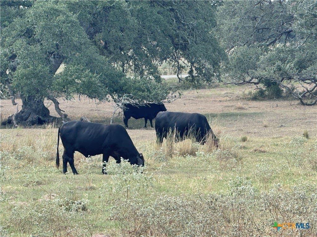 136.42 acres in DeWitt County gallery image 3