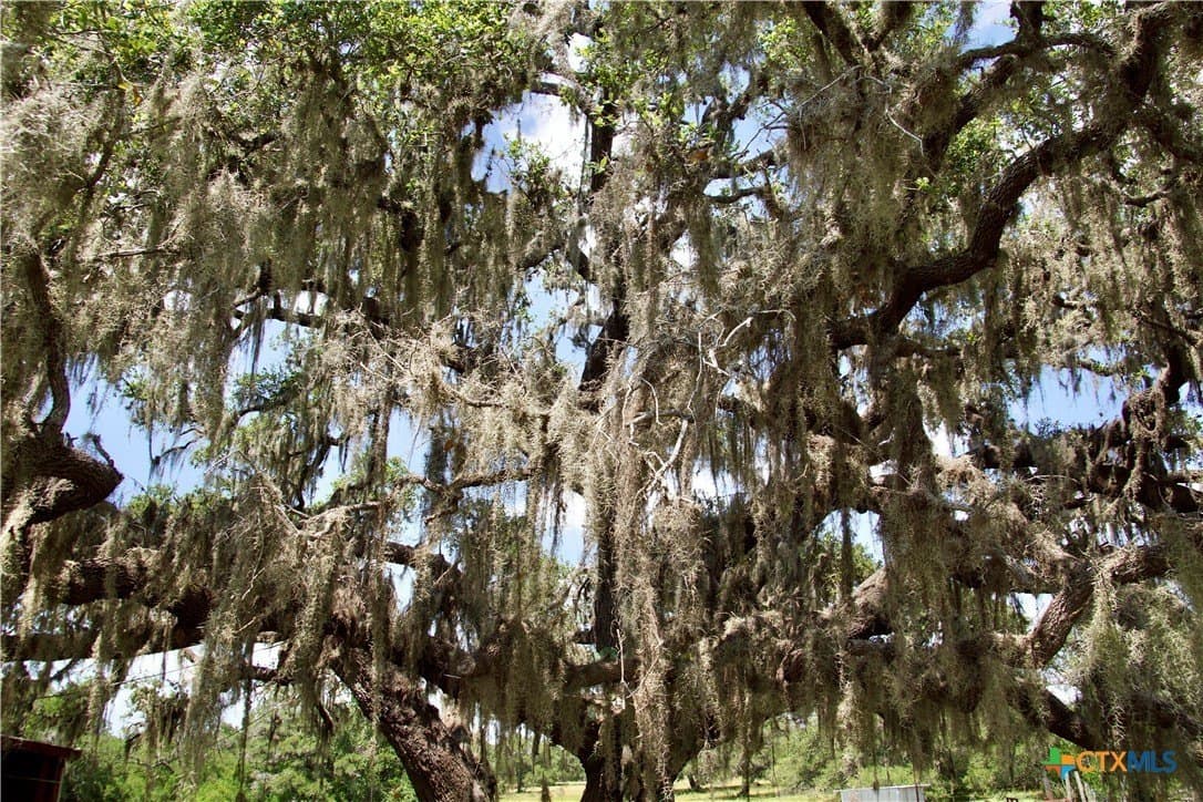 96.1 acres in DeWitt County featured view