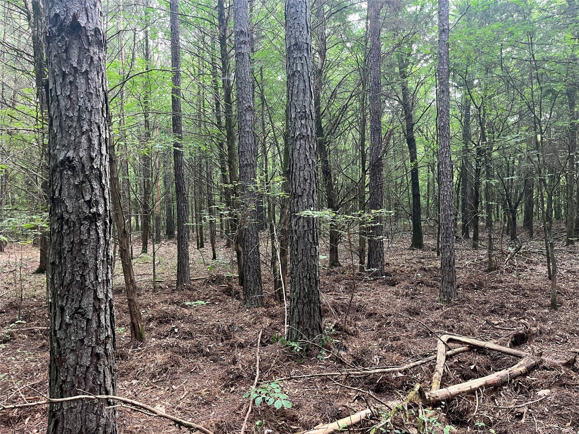 85.33 acres in Red River (TX) County - photo 8