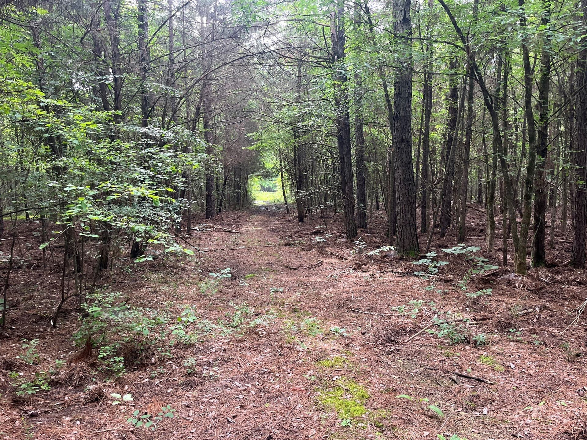 85.33 acres in Red River (TX) County - photo 10