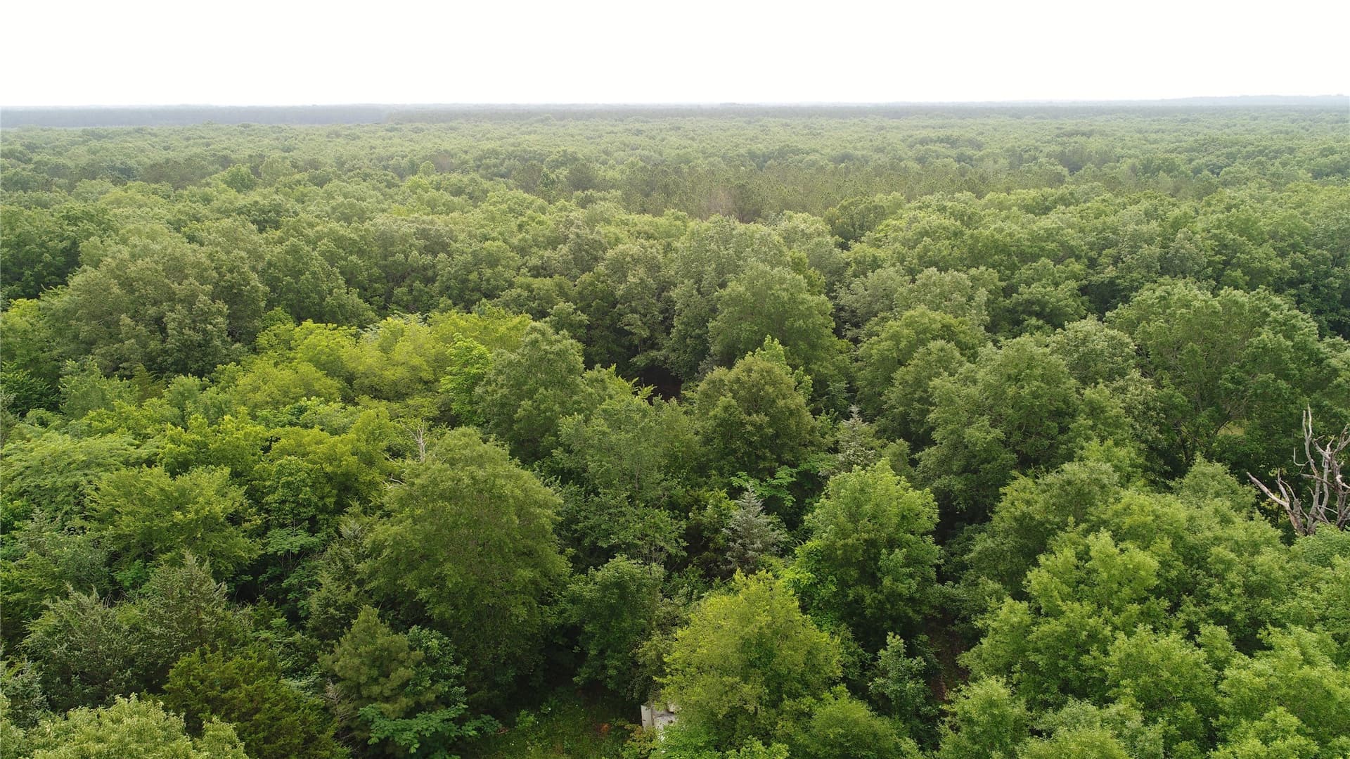85.33 acres in Red River (TX) County gallery image 4