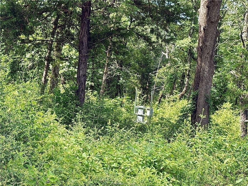 3 acres in Leon County - photo 9