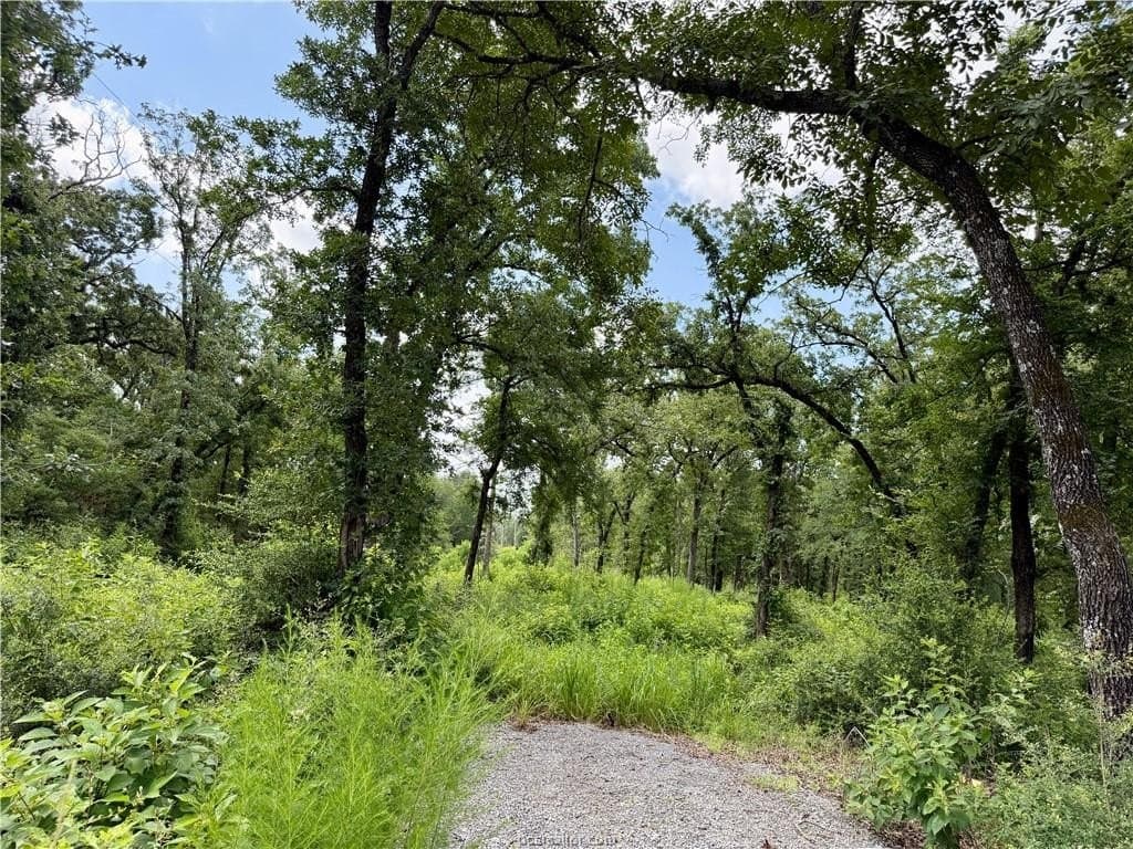 3 acres in Leon County gallery image 4