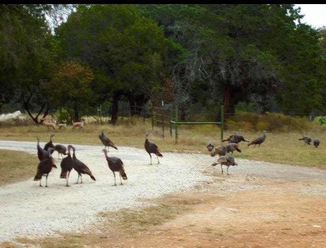 242.81 acres in Somervell County - photo 32