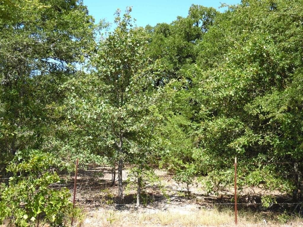 17.64 acres in Henderson County