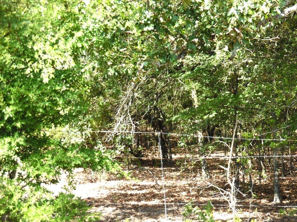 17.64 acres in Henderson County gallery image 3