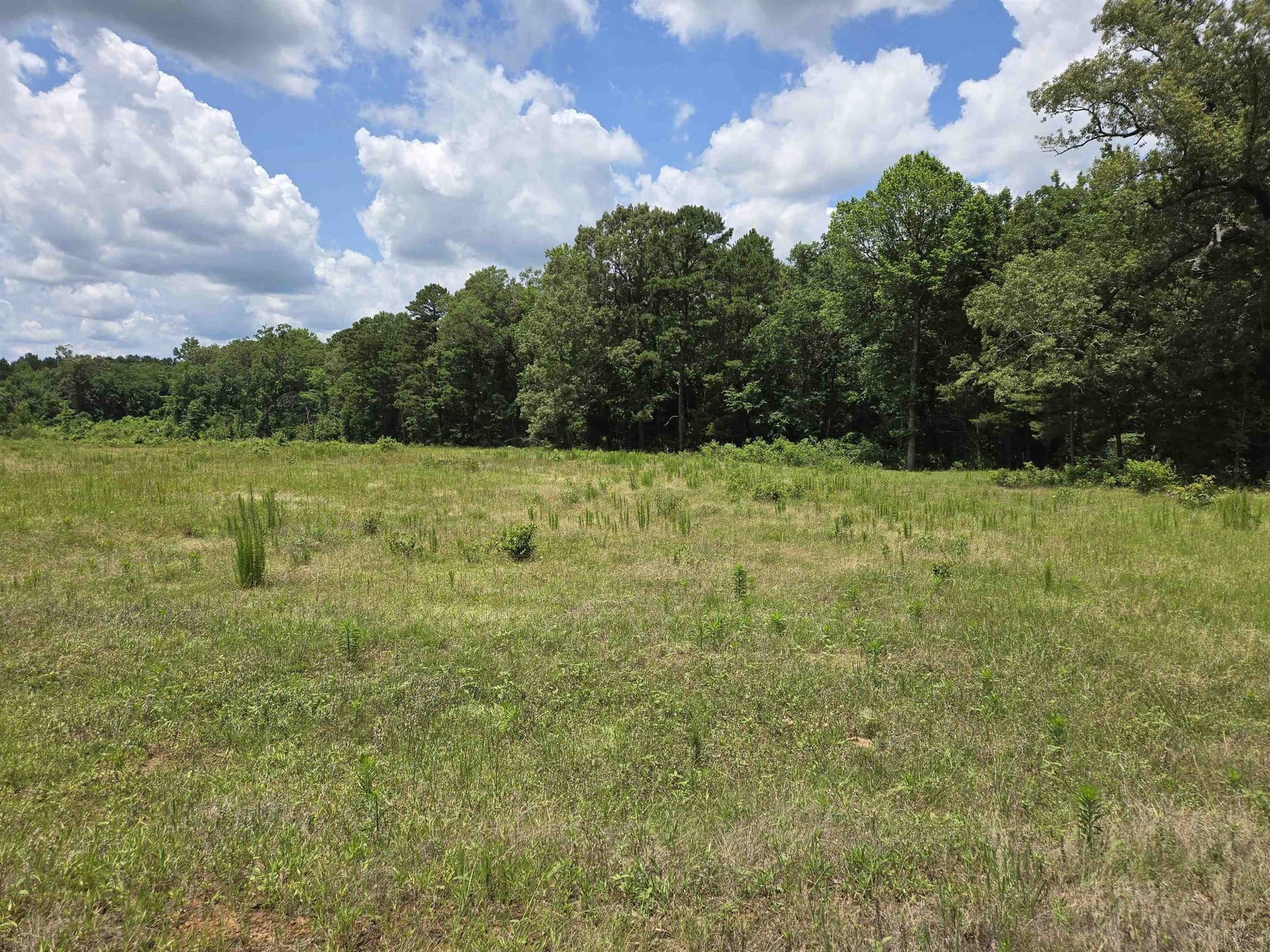 35.49 acres in Texas County - photo 7