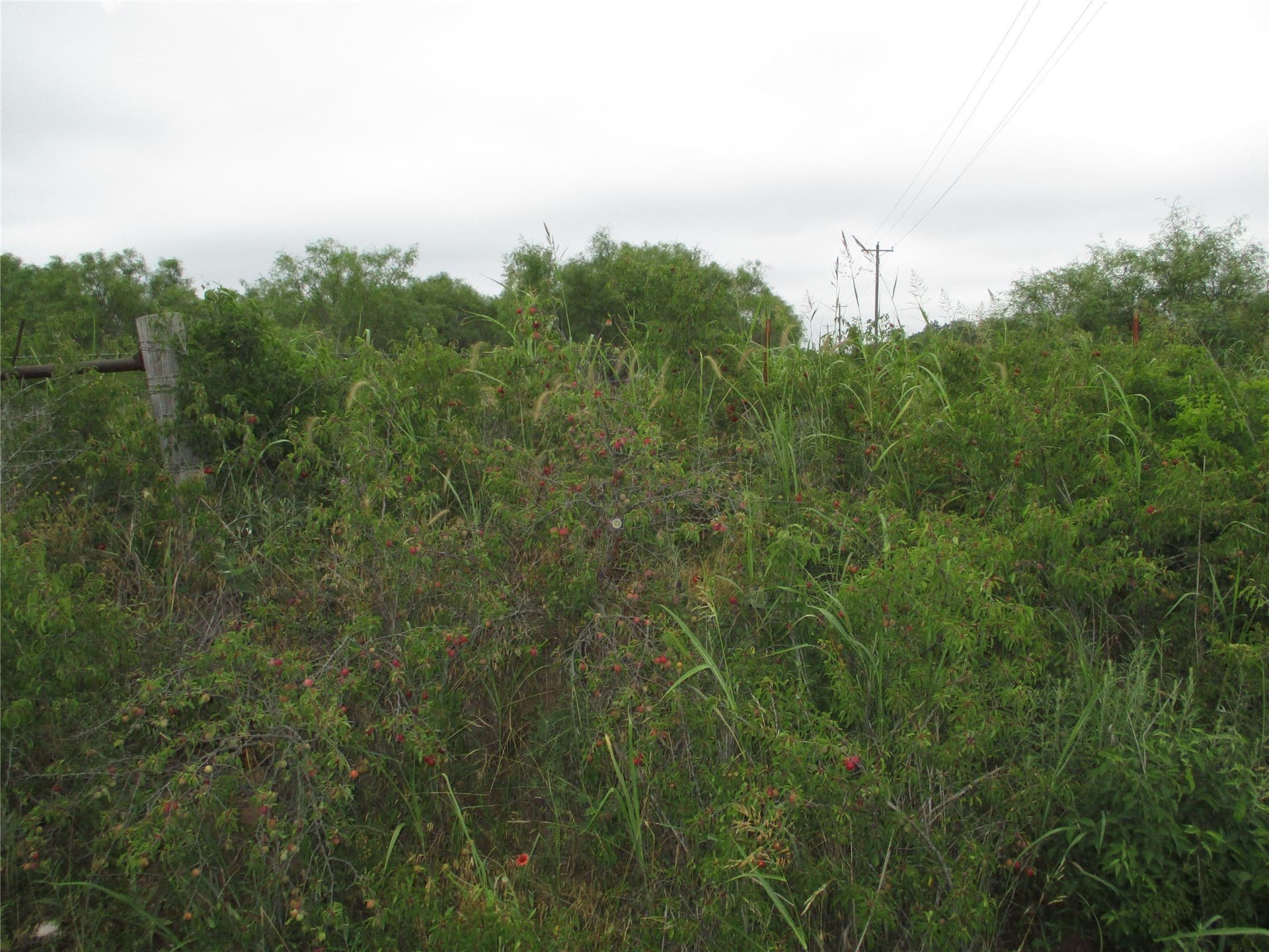 13.64 acres in Clay County - photo 7