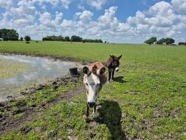 10 acres in Hunt County