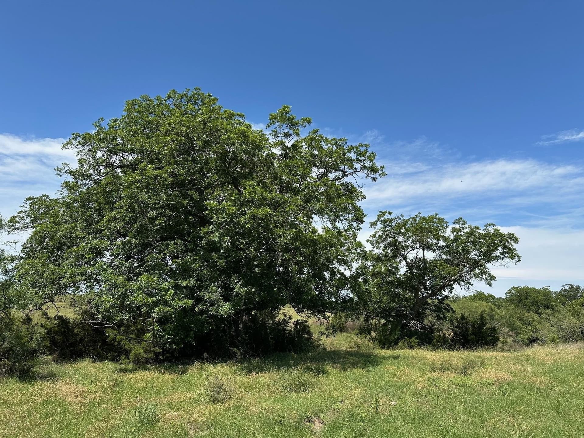 23 acres in Burnet County gallery image 3