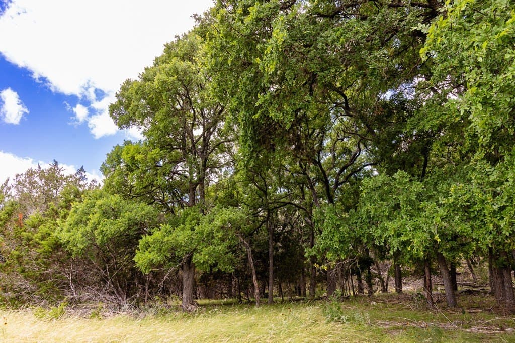 29.38 acres in Kerr County - photo 16