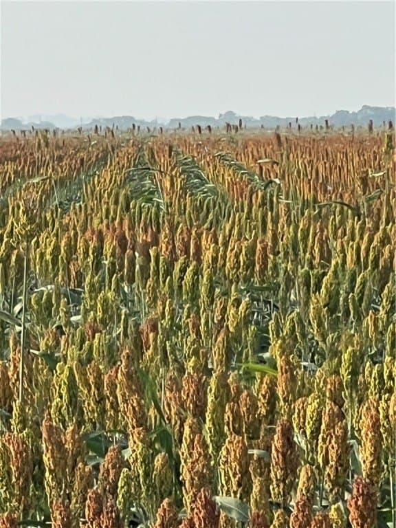 3,819.57 acres in Jim Wells County - photo 19