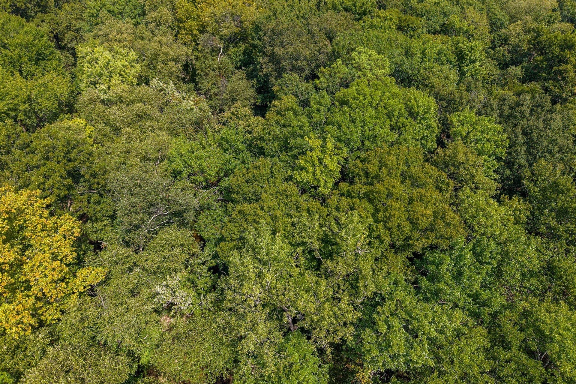5.44 acres in Smith County - photo 9