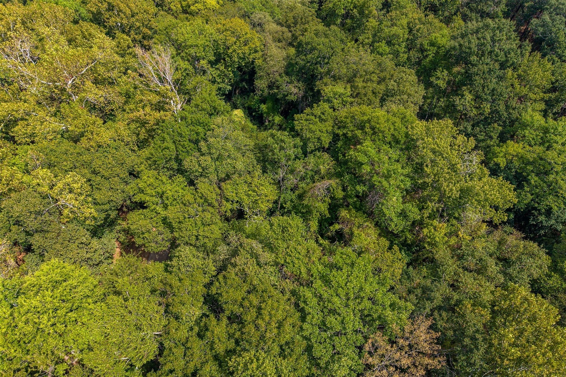 5.44 acres in Smith County - photo 6