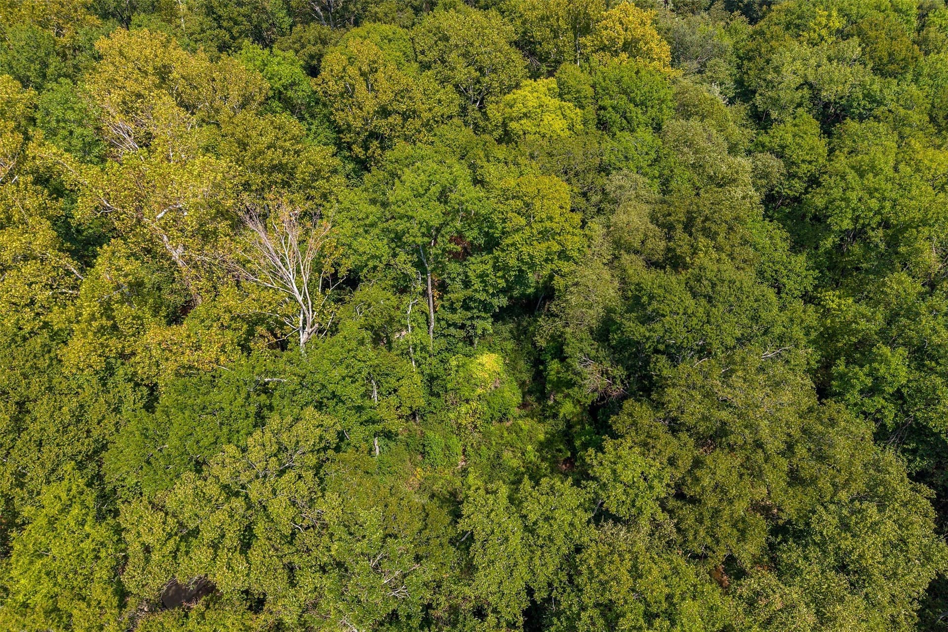 5.44 acres in Smith County - photo 7
