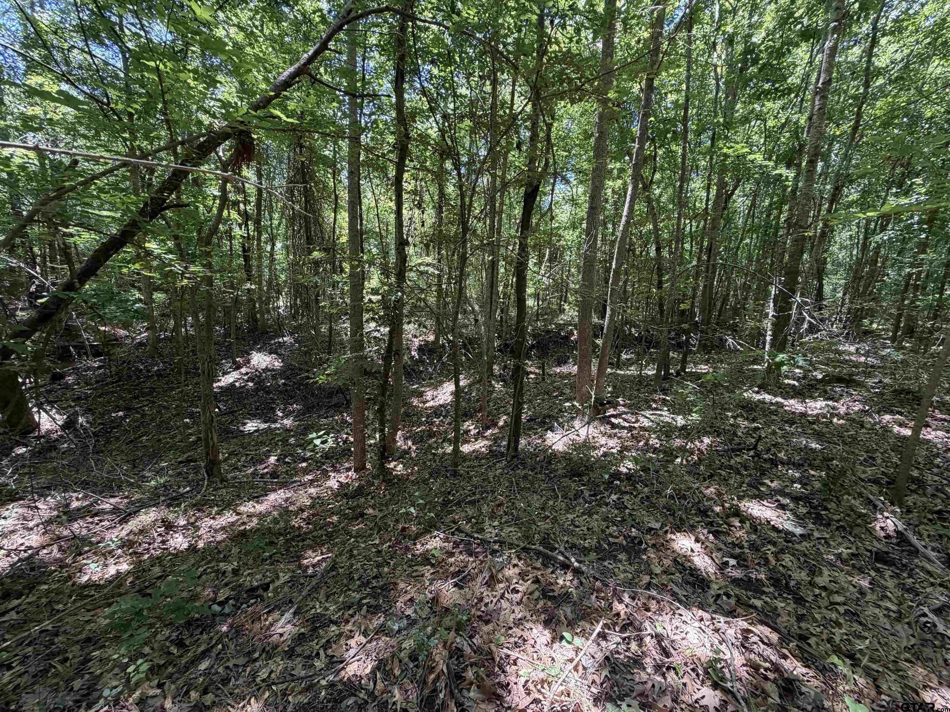 21.76 acres in Rusk County gallery image 4