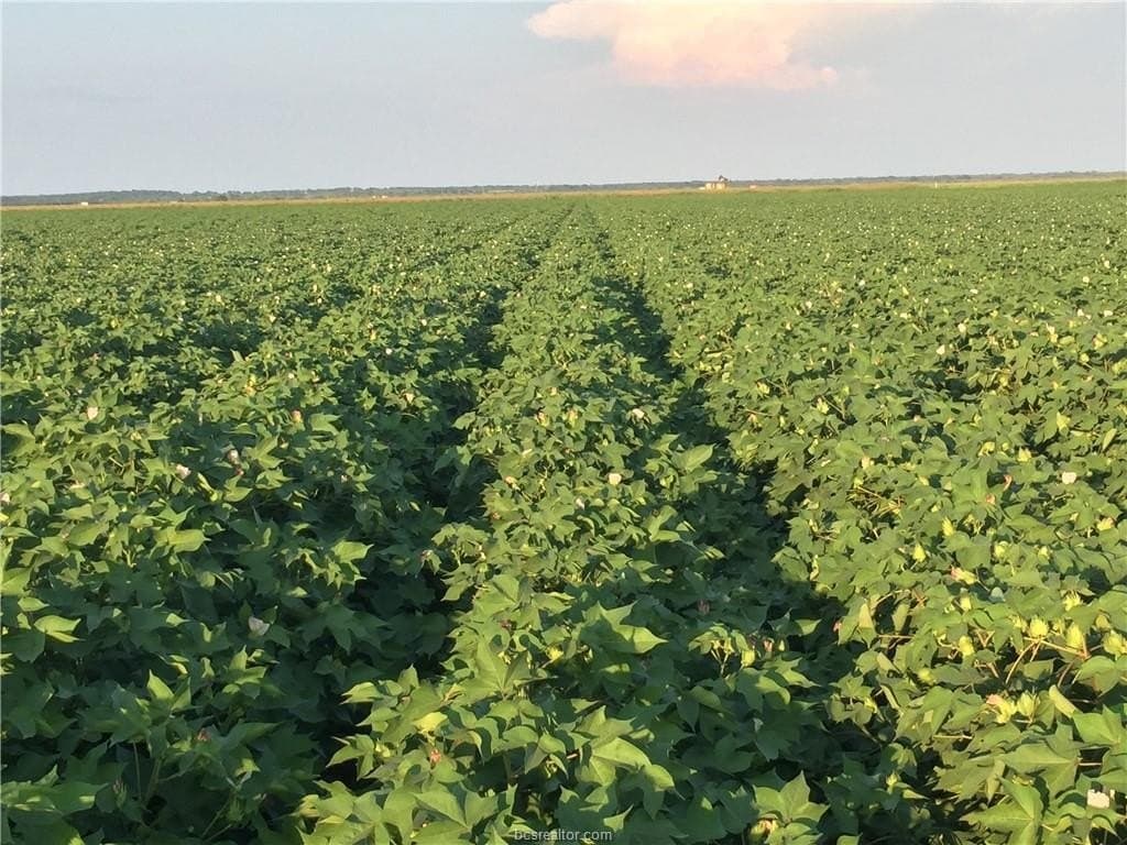 42 acres in Brazos County gallery image 2