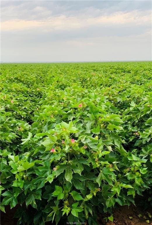 42 acres in Brazos County gallery image 3